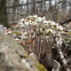 Illustration for article titled Shooting Challenge: Spring